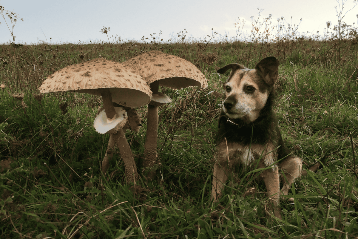 A brown terrier dog sat next to two large mushrooms in a field at dusk