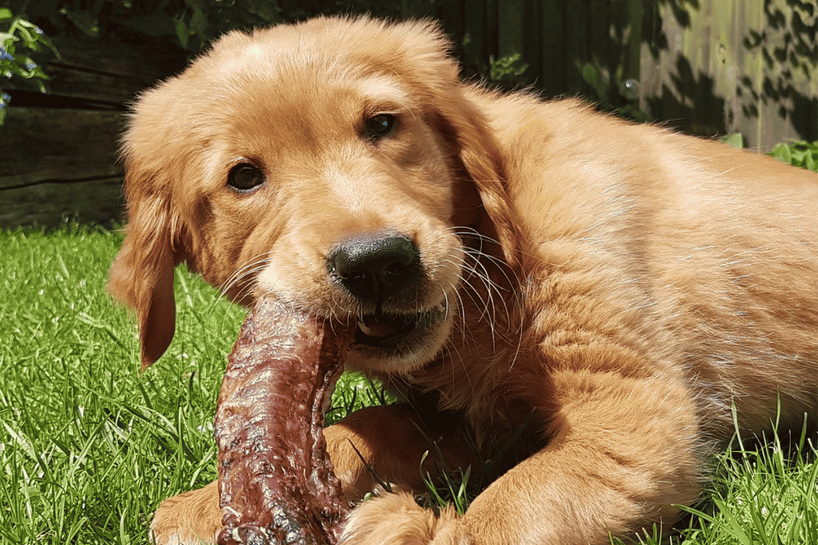 The Benefits of Trachea for Dogs: Natural Joint Support in Every Bowl