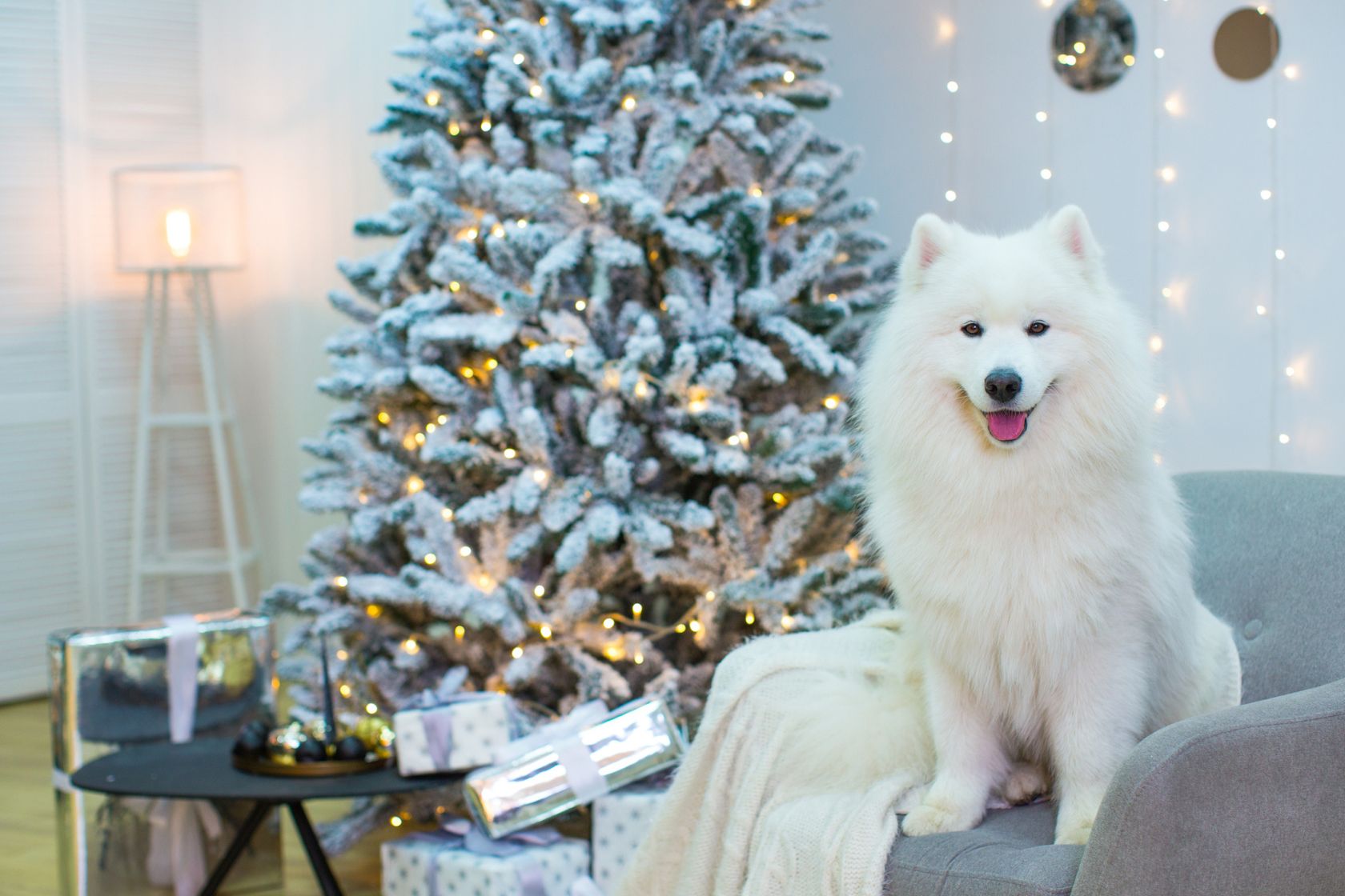 Dog sitting on sofa in front of a Christmas Tree