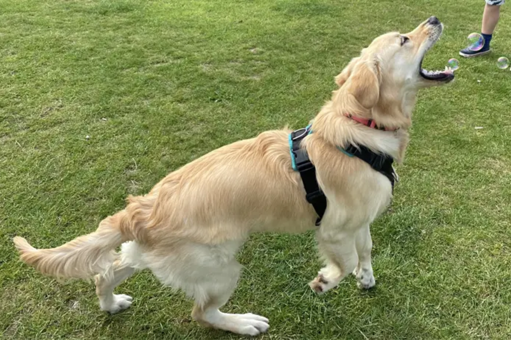 Golden retriever in a field wearing a harness