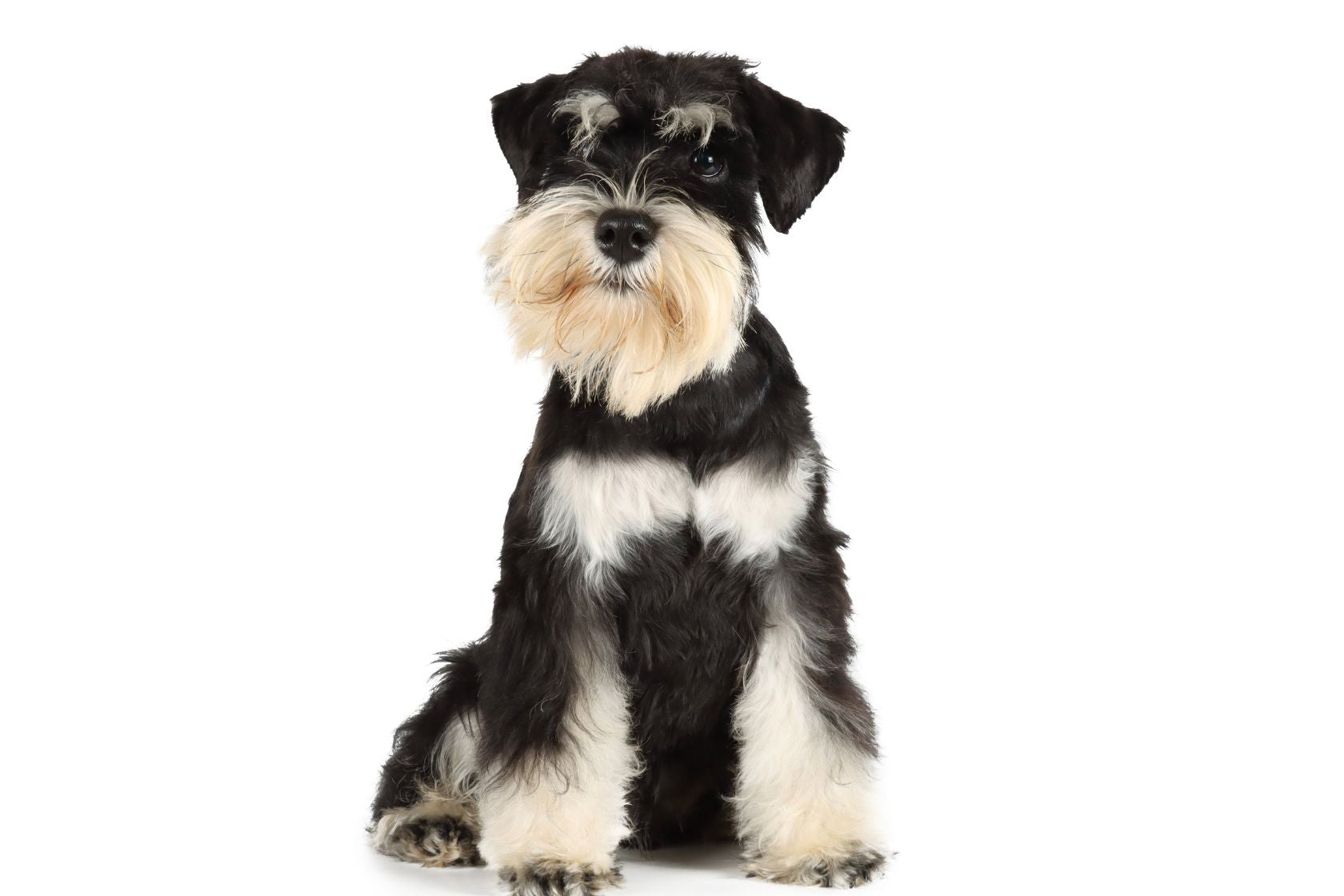 Miniature Schnauzer