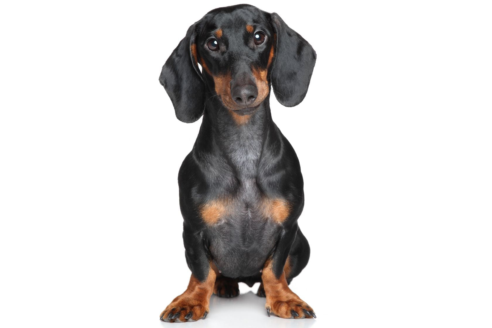 Miniature Dachshund