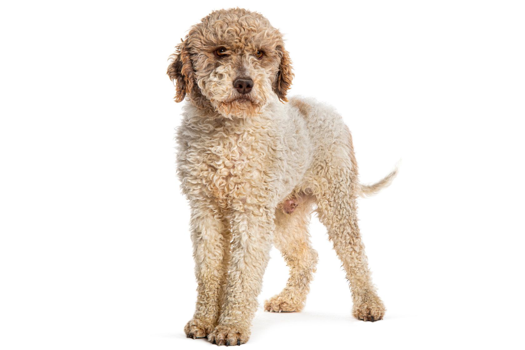 Lagotto Romagnolo