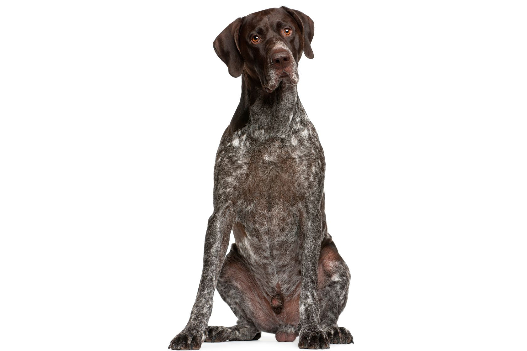 German Shorthaired Pointers