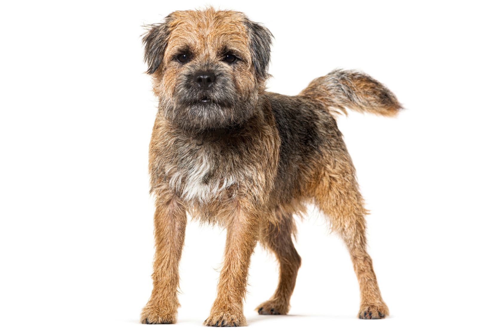 Border Terrier
