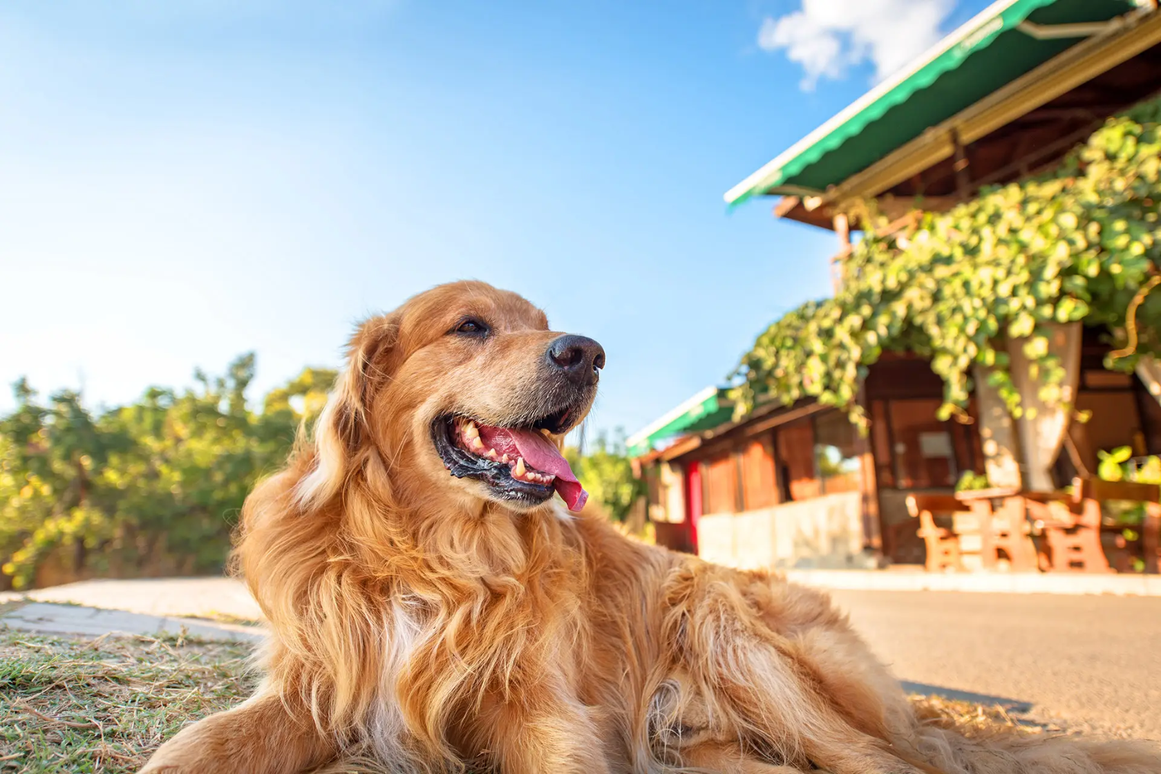 Dog looking happy in the sun
