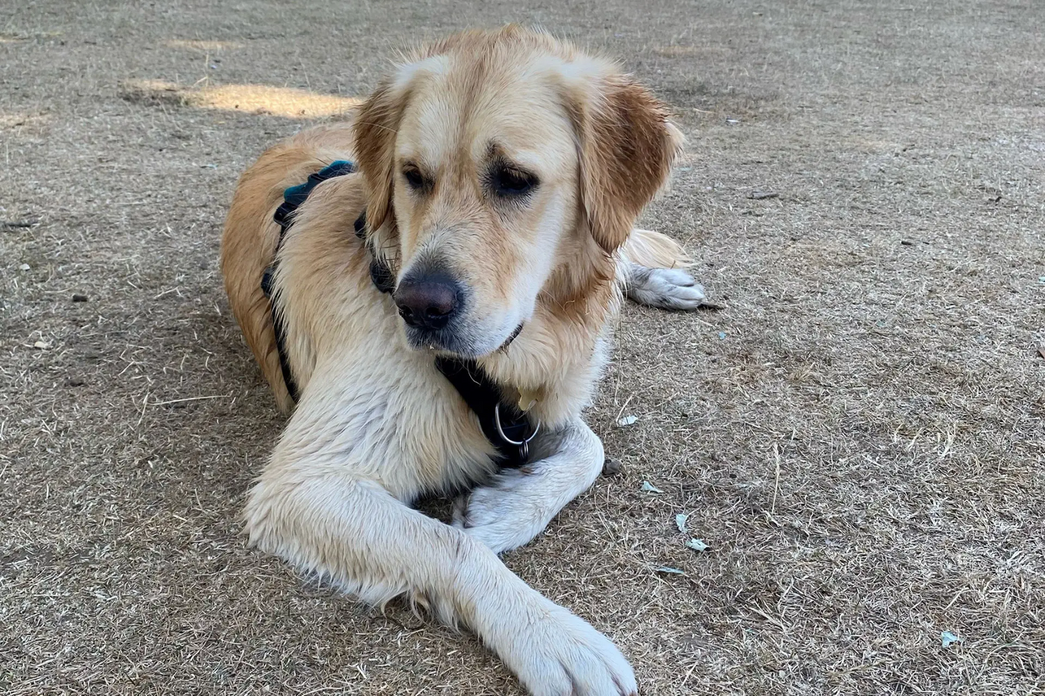 Golden retriever sat on the pavement