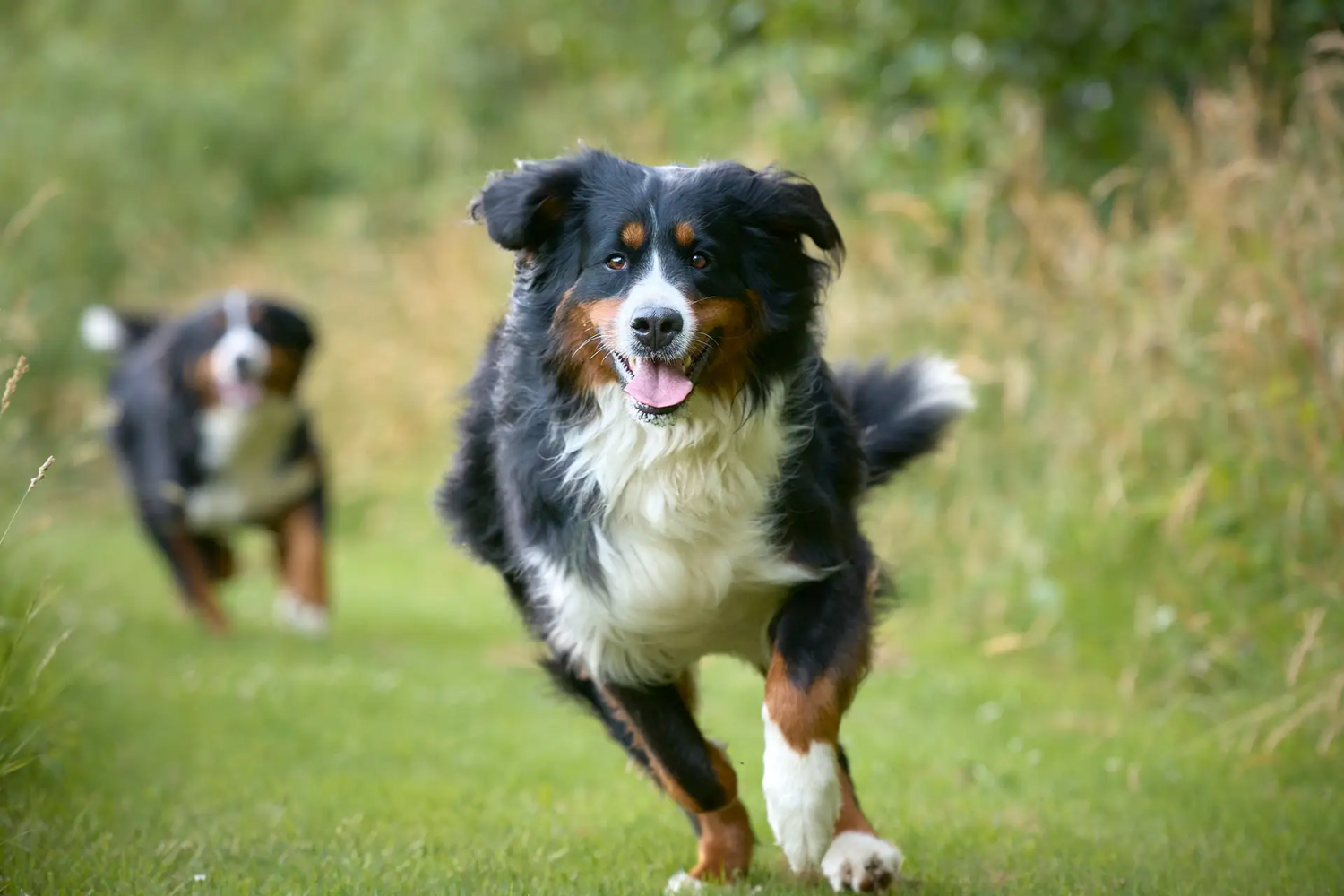 Two dogs running in a field
