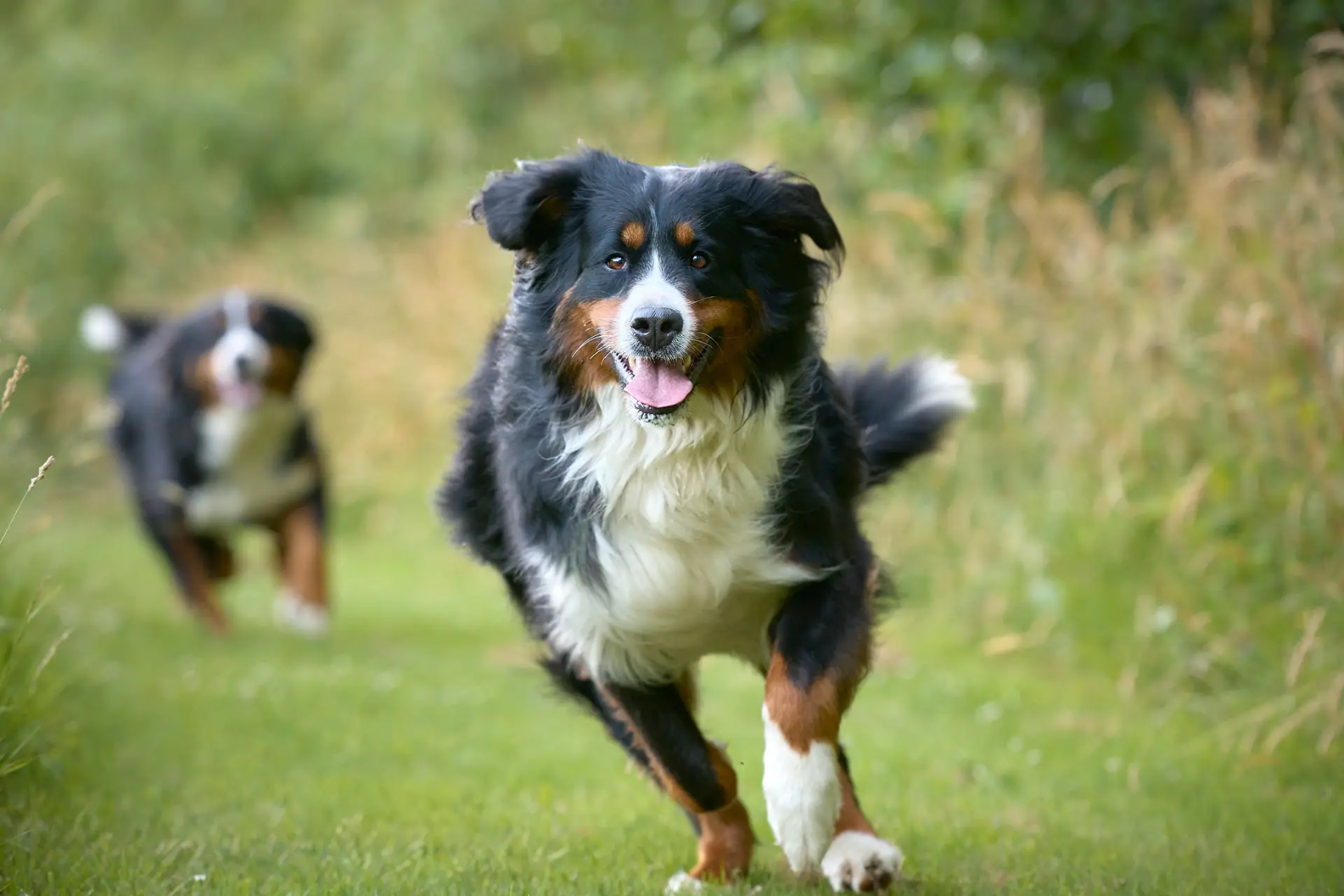 Two dogs running in a field