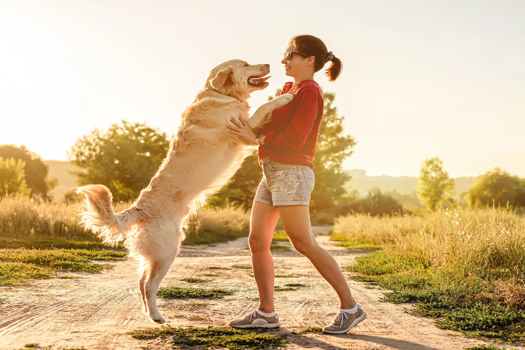 dog jumping up with an owner on a walk track