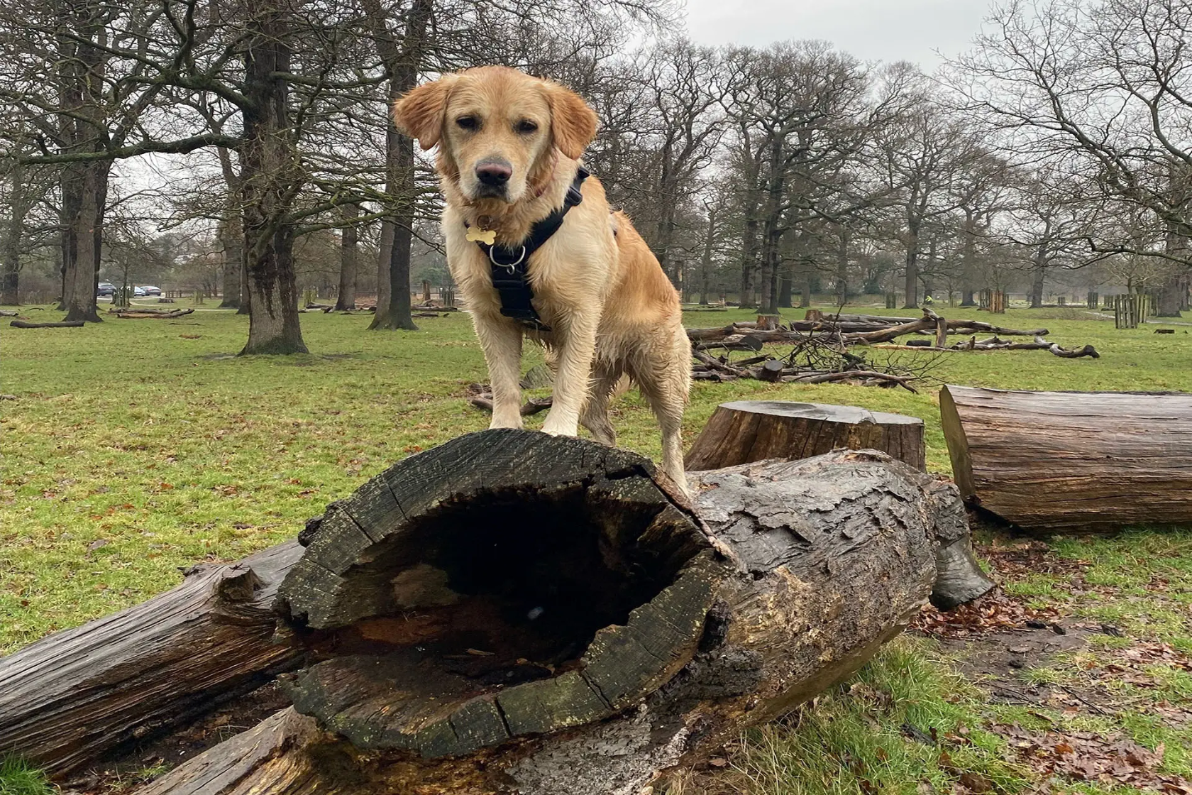 Golden retriever on a big wooden log in the woods