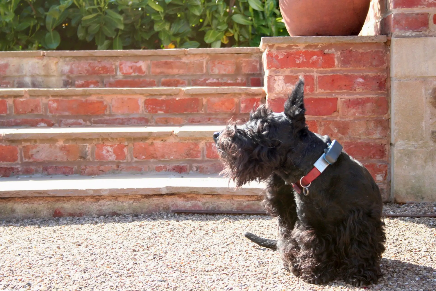 Dog sat outside looking off camera