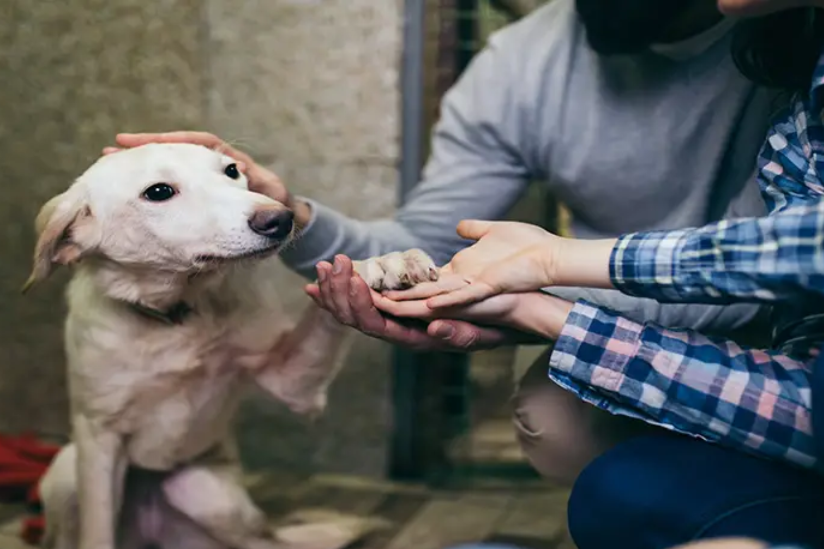 Two people off camera caring for a rescue dog