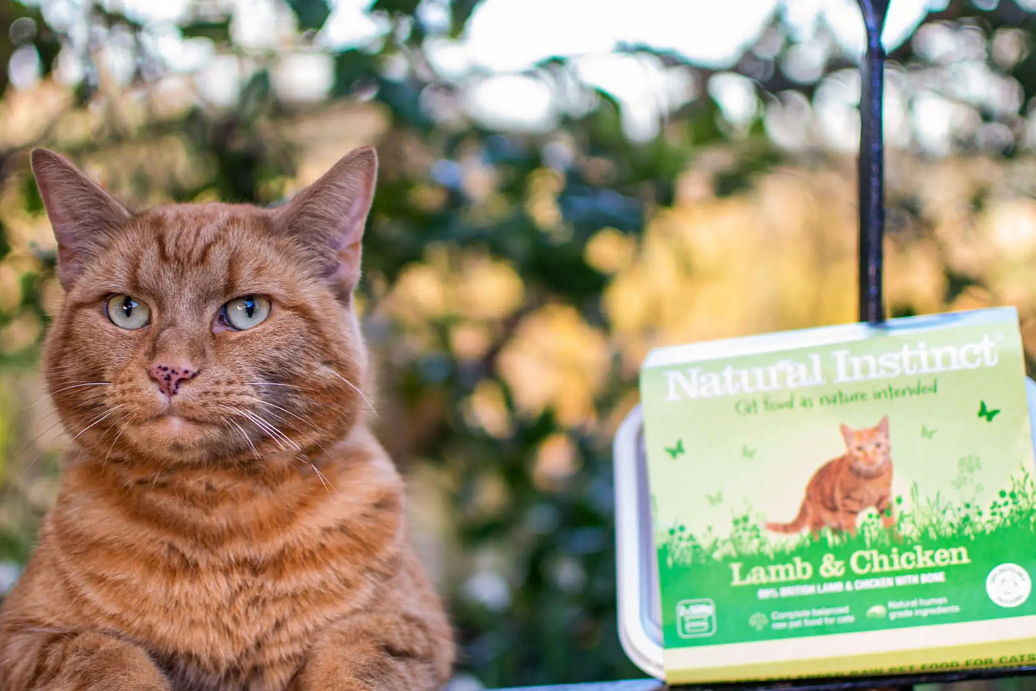 Cat looking into camera next to Natural Instinct lamb and chicken meal