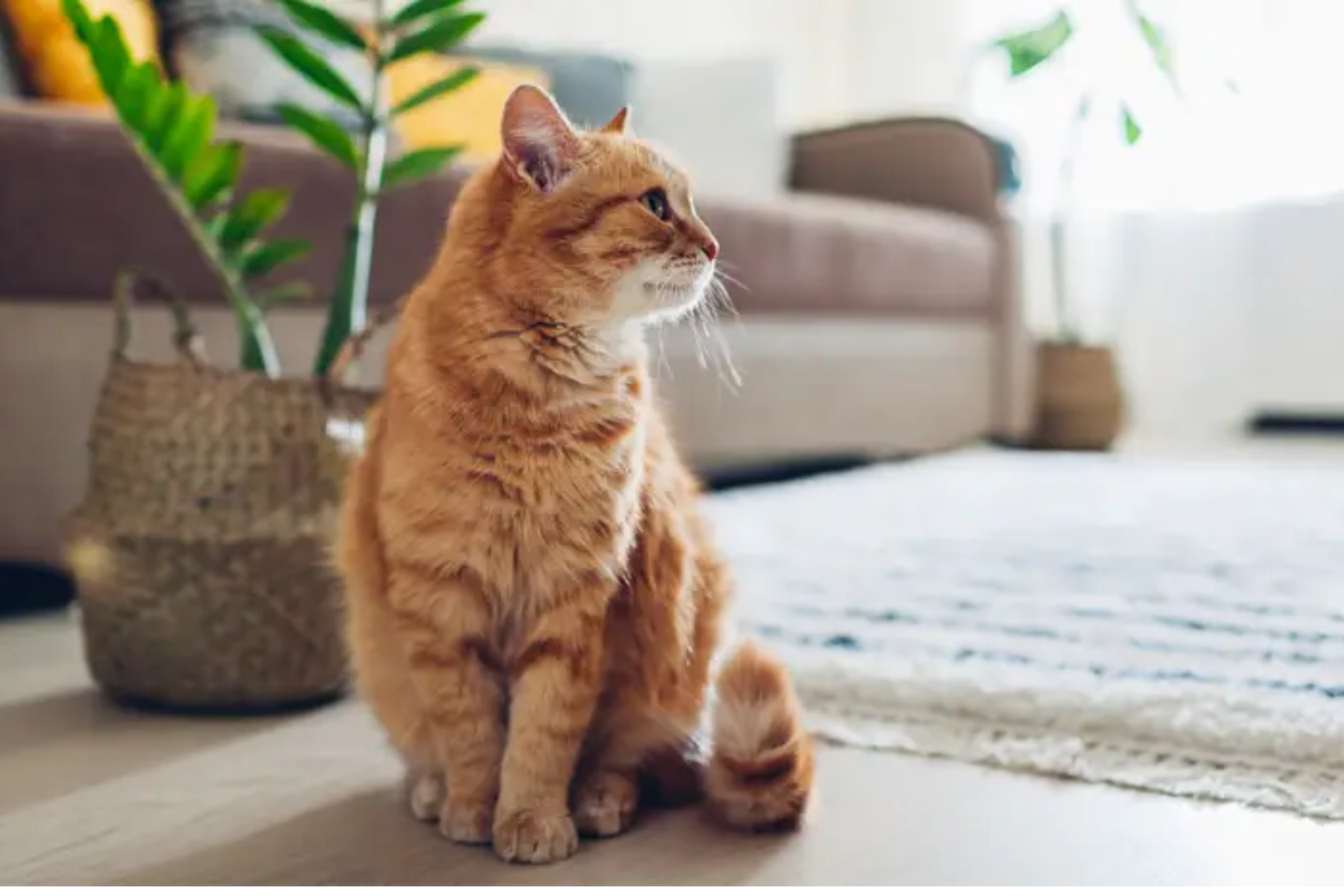 Ginger cat sat indoors looking off to the side