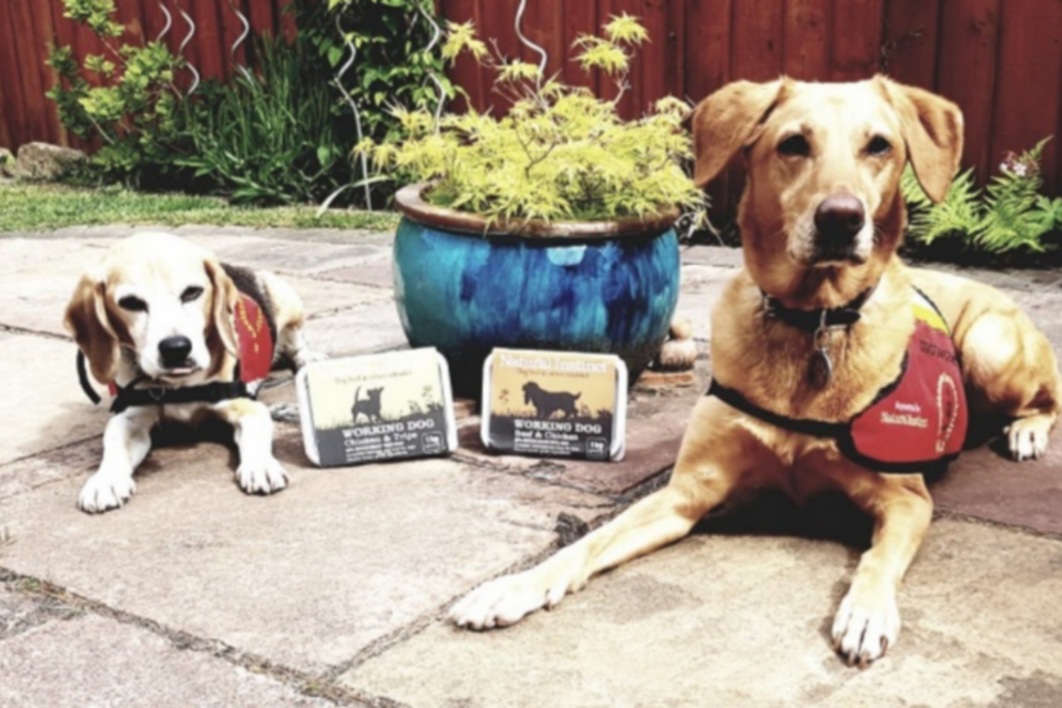 Two dog aid dogs sat together with some Natural Instinct dog food