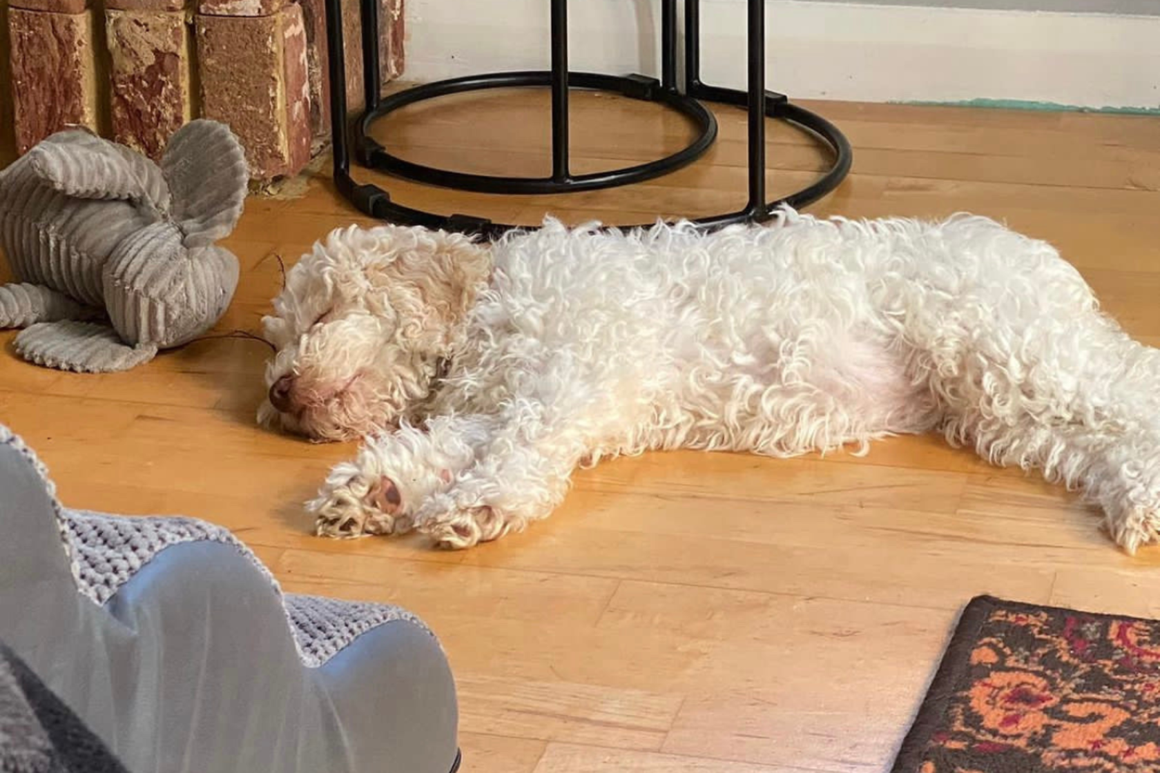 Puppy sleeping on the floor indoors