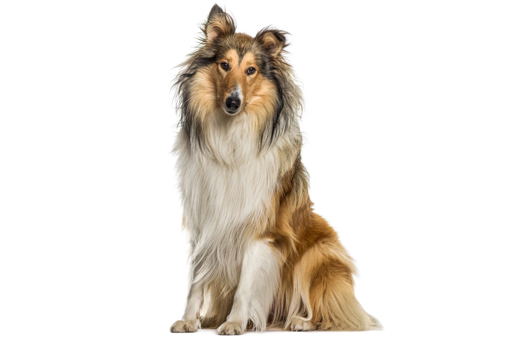 Rough Collie