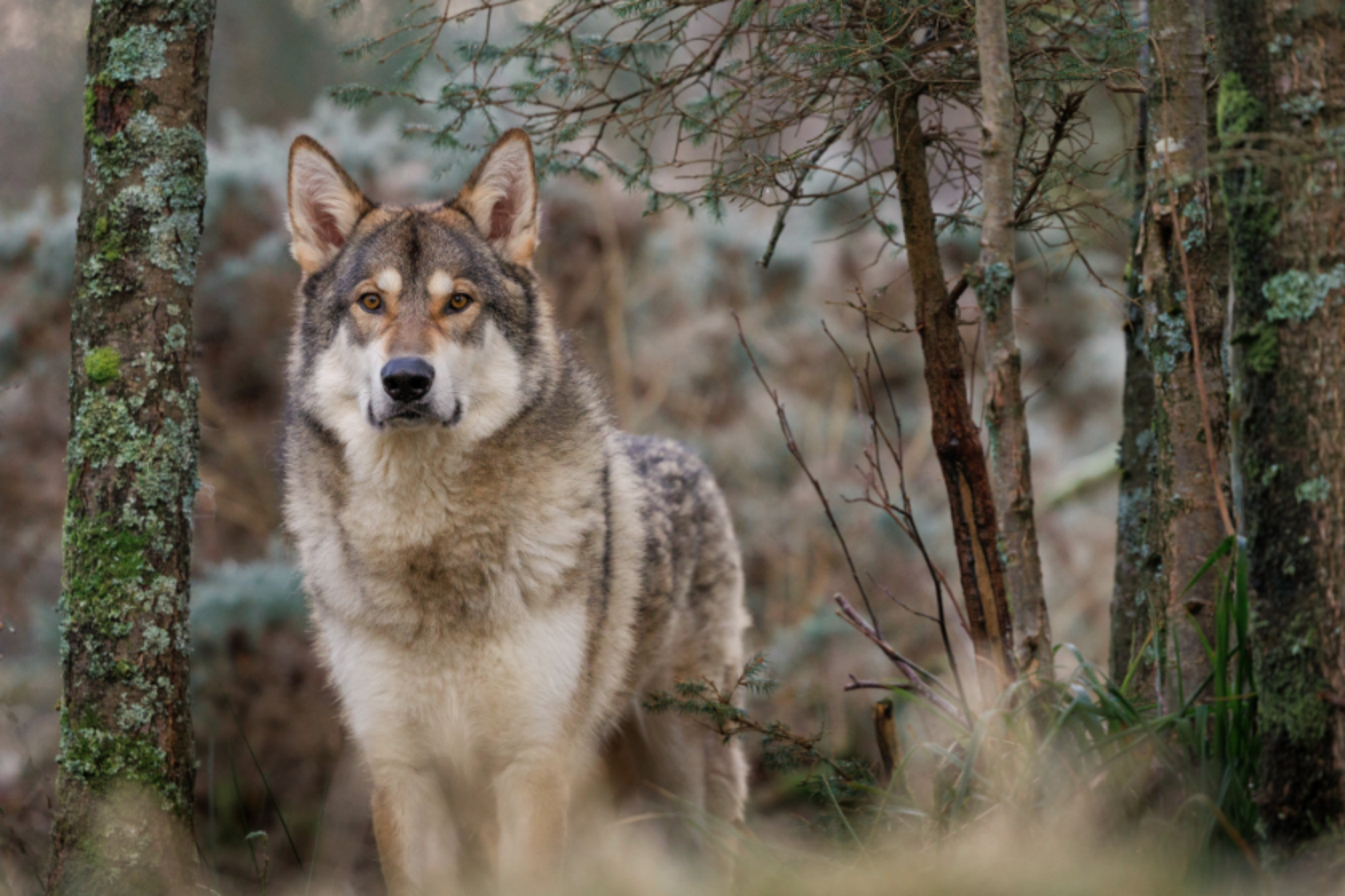 Wulfdog in a forest looking into the camera