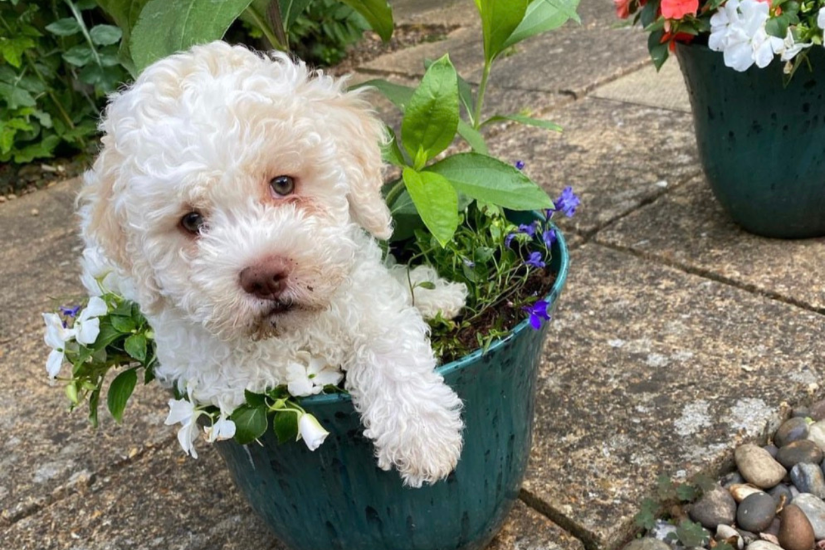 Puppy sat in a flower pot