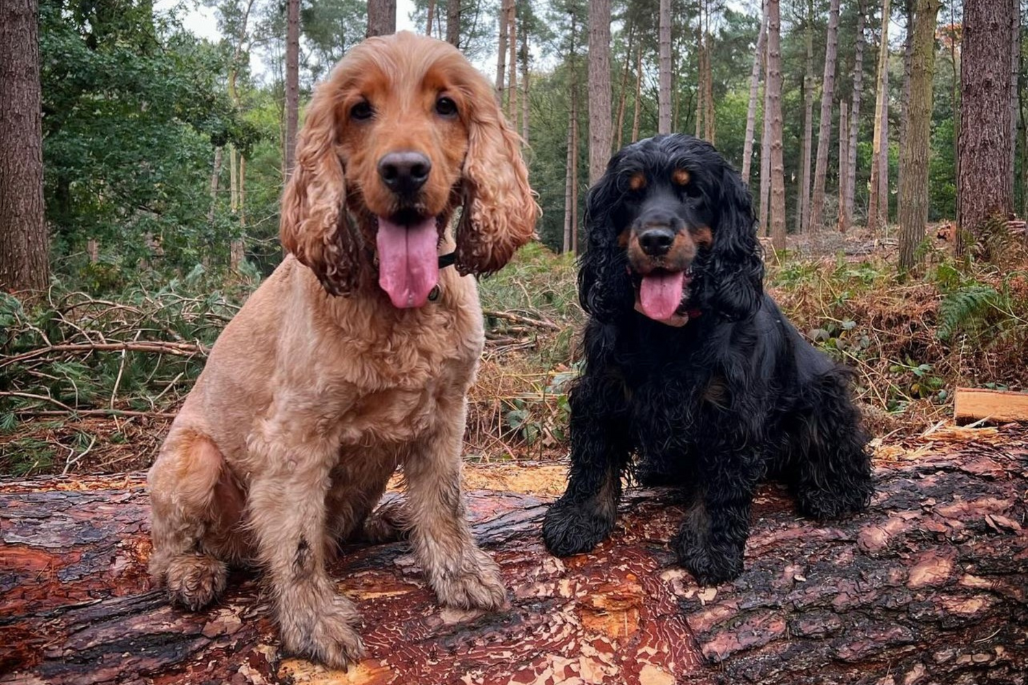 Two dogs looking at the camera on the left looking happy and another dog on the right looking at the camera