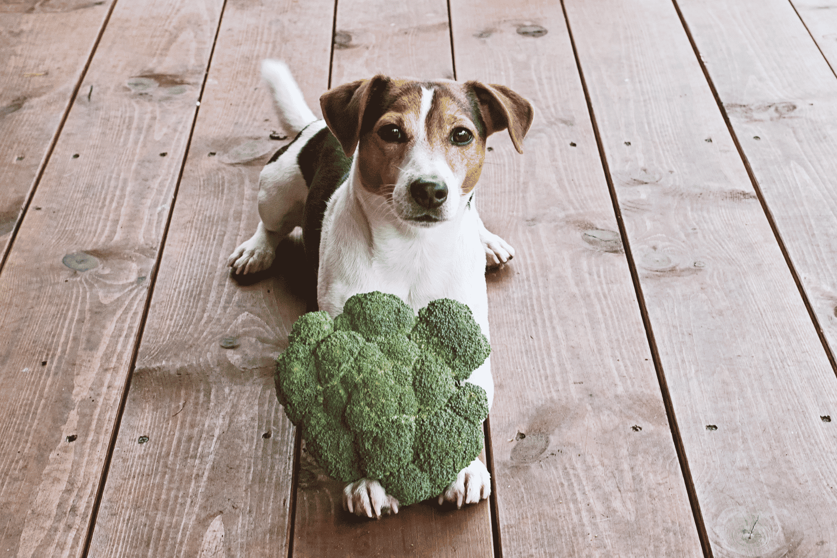 Can Dogs Eat Broccoli?