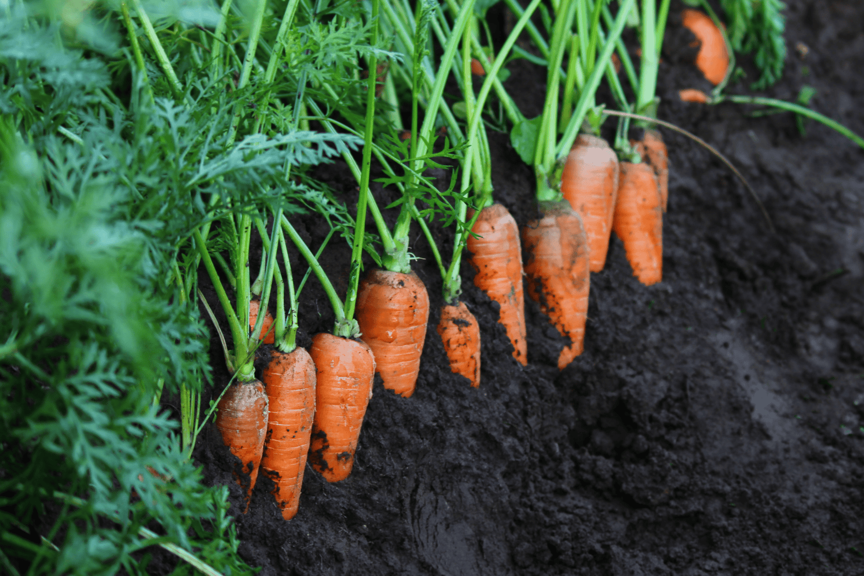 Can Dogs Eat Carrots?