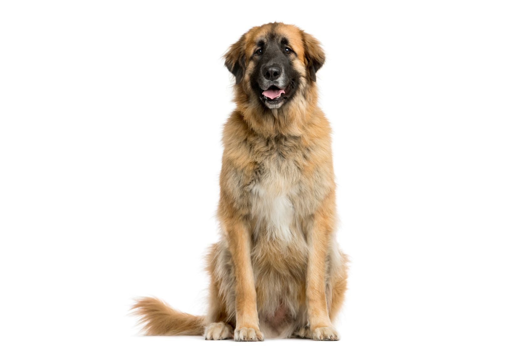 Leonberger