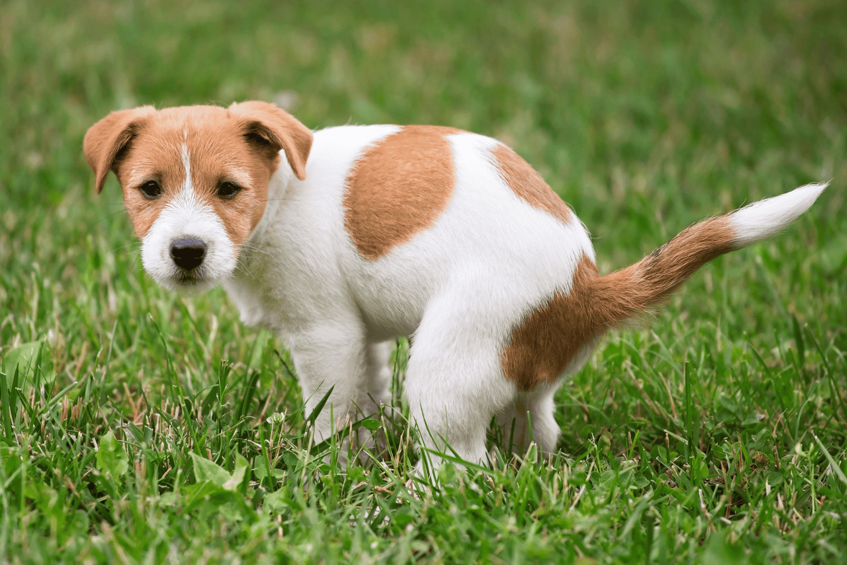 puppy stood in field doing a poo