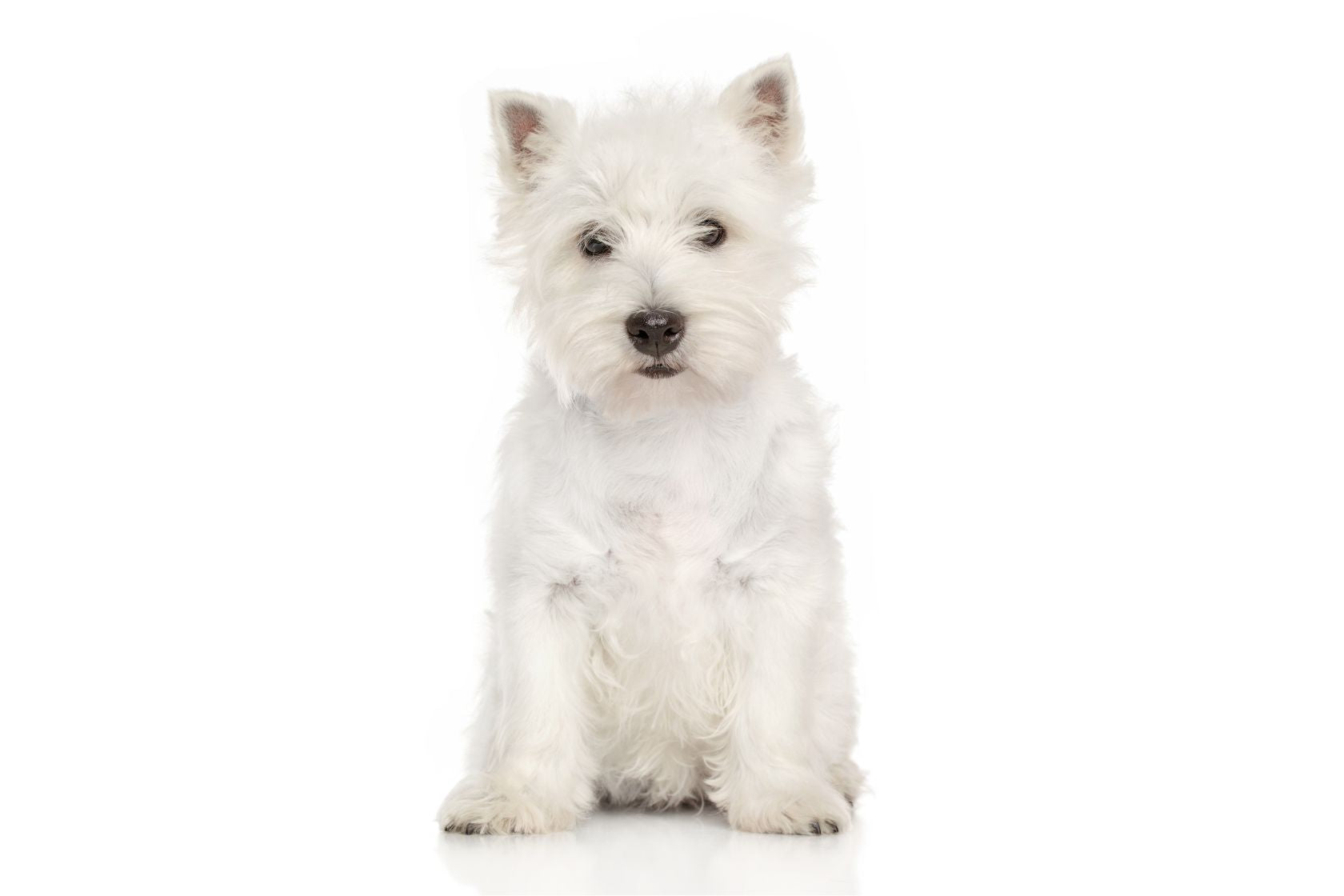 White West Highland Terrier