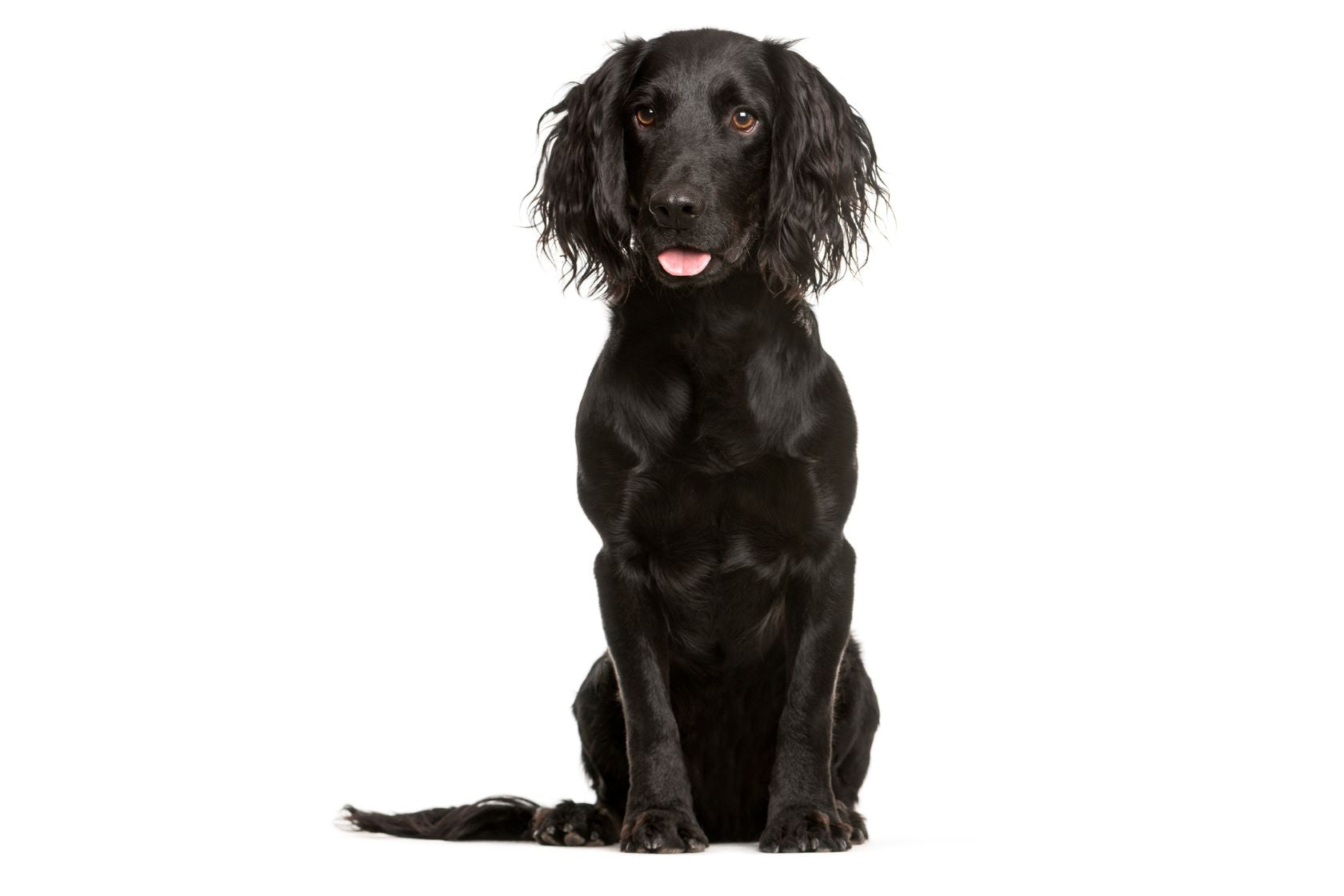 Working Cocker Spaniel