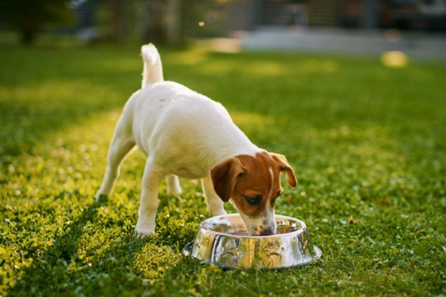 How To Keep Your Dog Hydrated This Summer