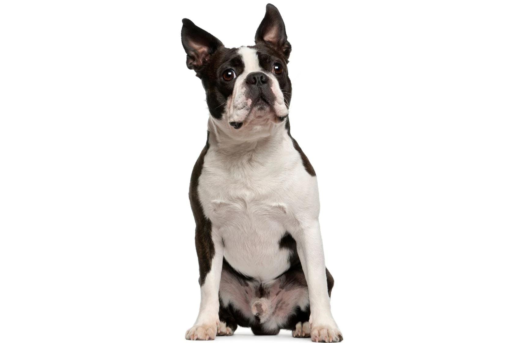 Black and white dog sitting on a white background