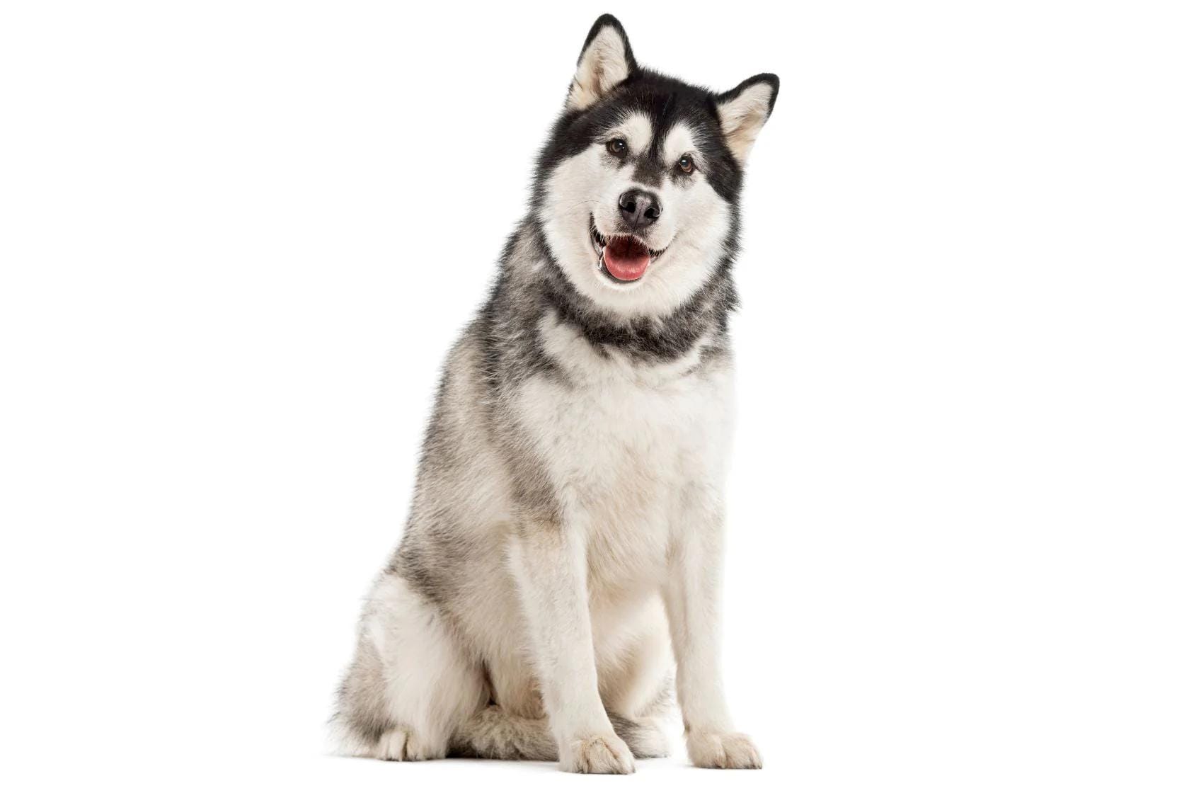 Alaskan Malamute sitting on a white background