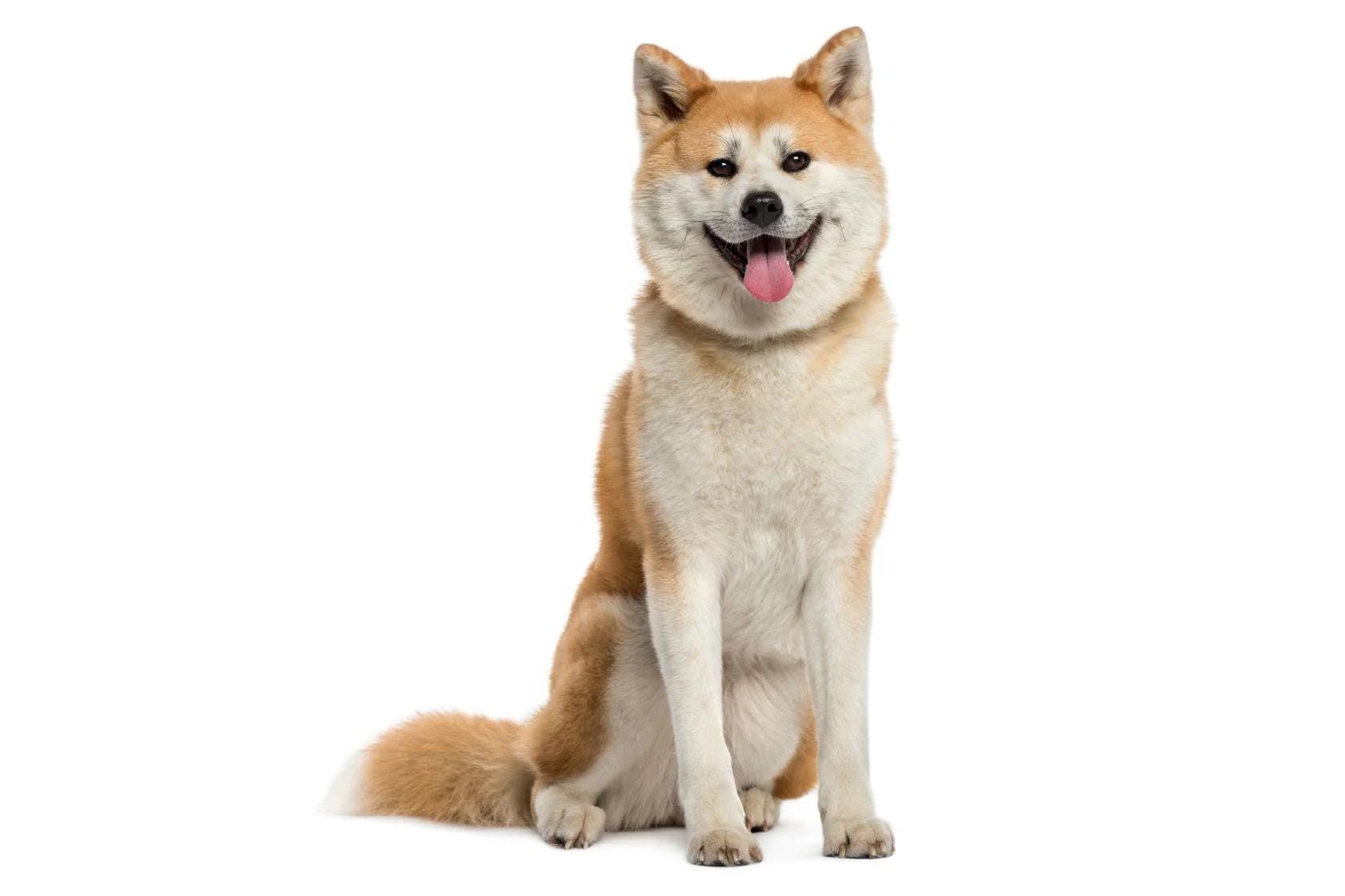 Dog sitting on a white background