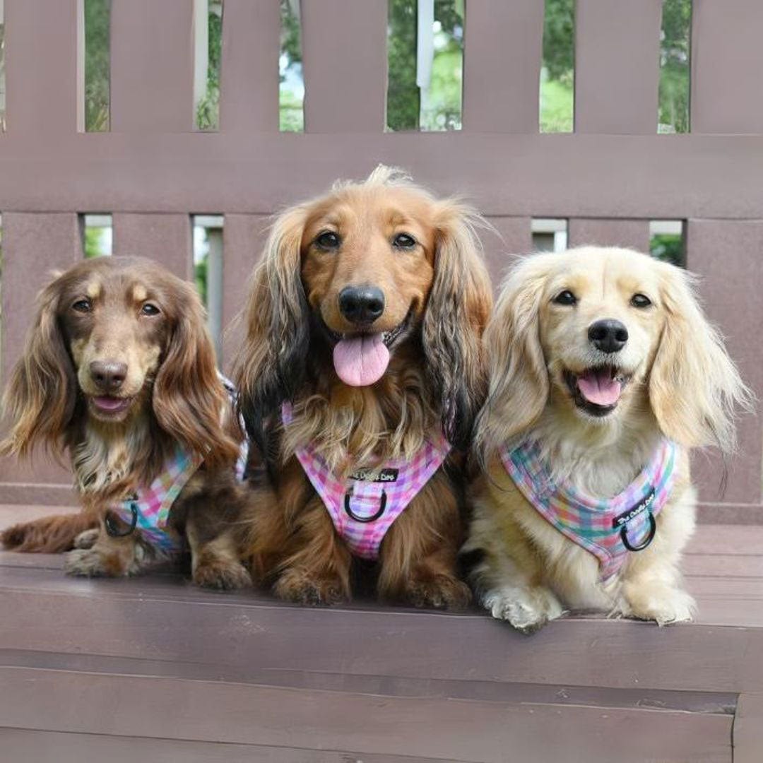 3 Sausage Dogs sitting on a bench looking at the camera