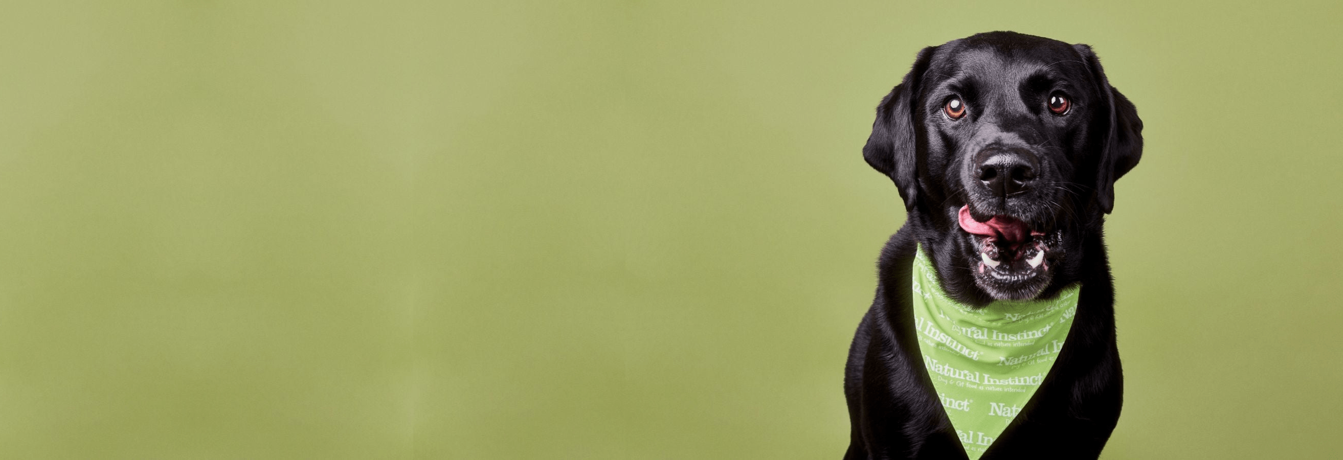 Black labrador licking its lips wearing a green Natural Instinct bandana