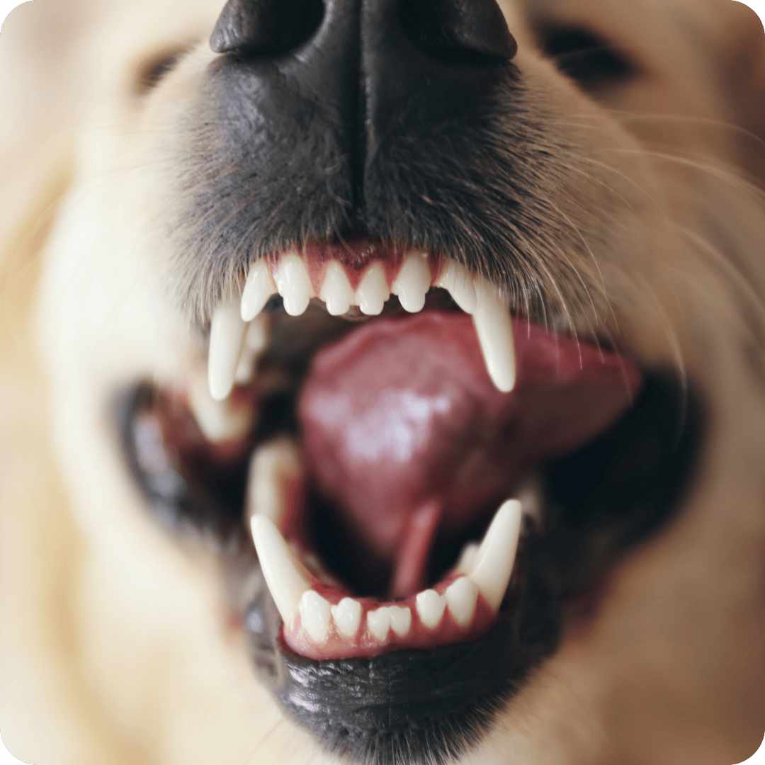 Close up of dogs mouth showing clean healthy teeth