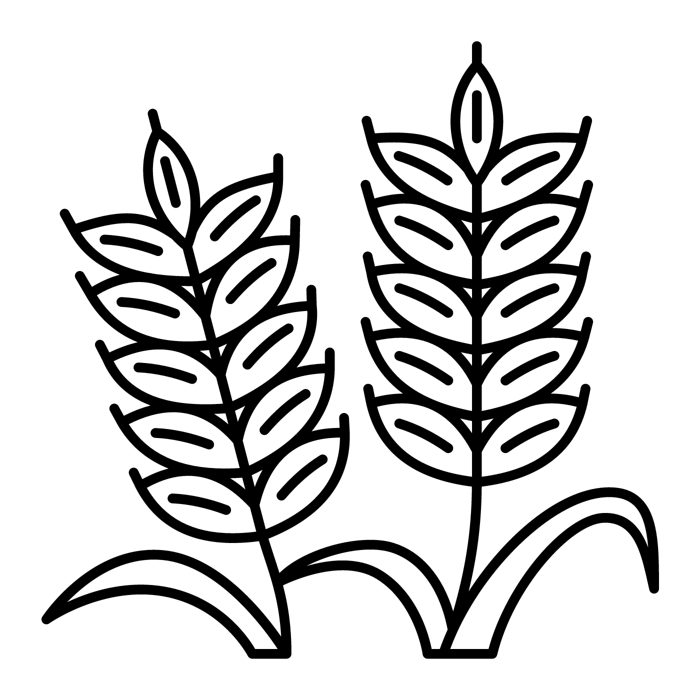 Outline image of barley grass