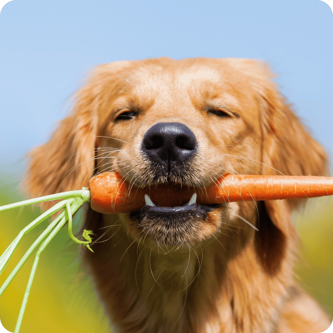 Dog holding a carrot in its mouth with a blurred natural background
