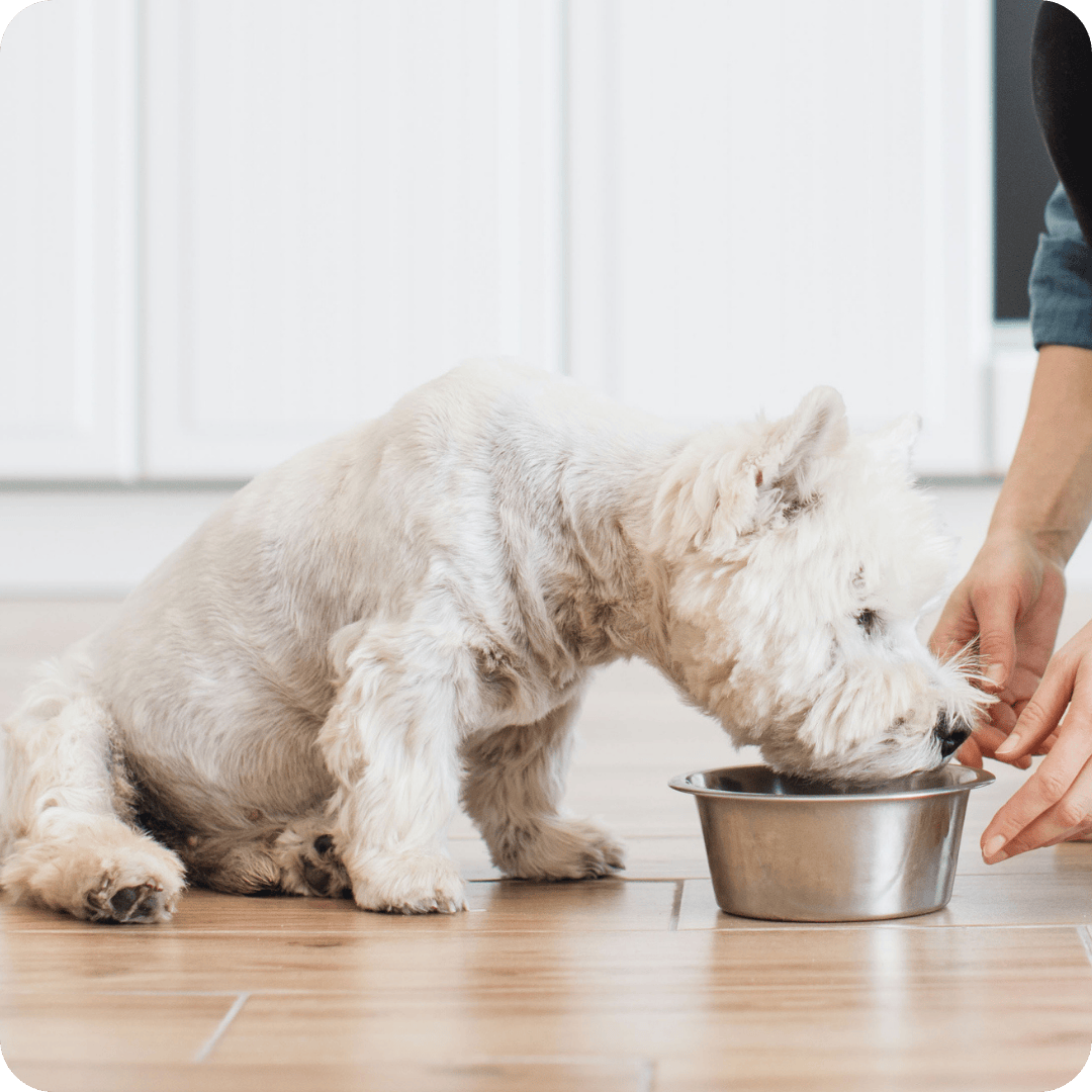 Dog eating from a metal bowl on a wooden floor with a person's hand nearby.