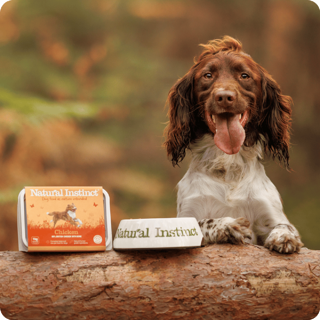 Square rounded corners image of a white and brown spaniel with tongue out next to Natural Instinct's Natural Chicken recipe