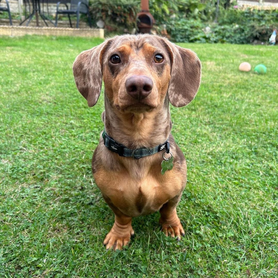 Enzo the Sausage Dog sitting and looking into the camera