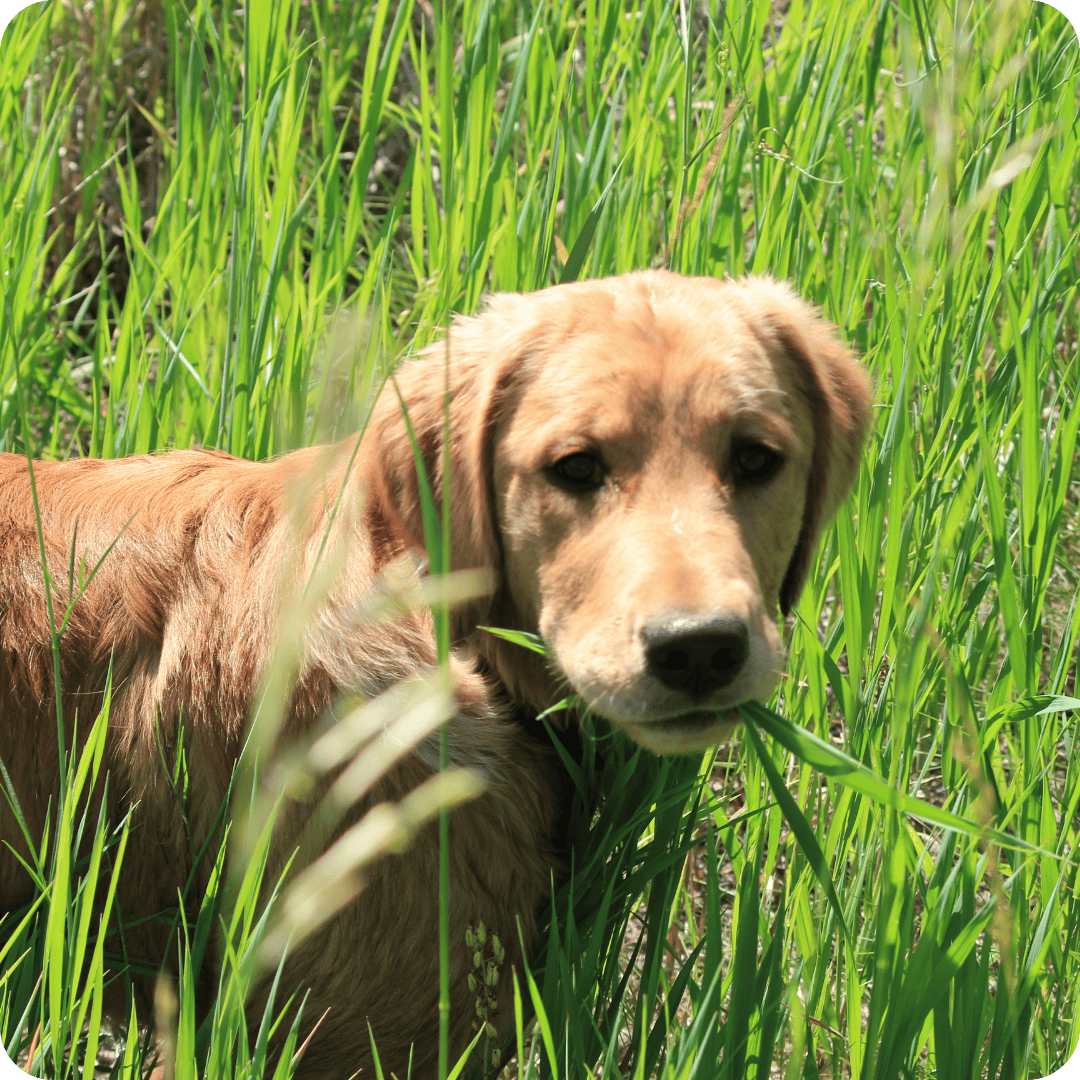 Golden Retriever puppy looking at camera with grass in their mouth