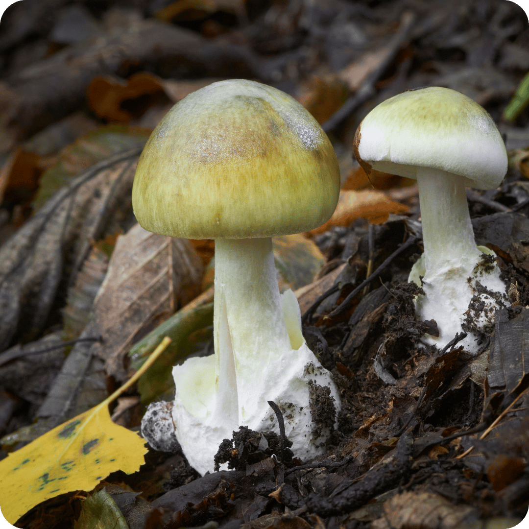 Two wild death cap mushrooms growing among dark forest leaves and mulch outdoors.