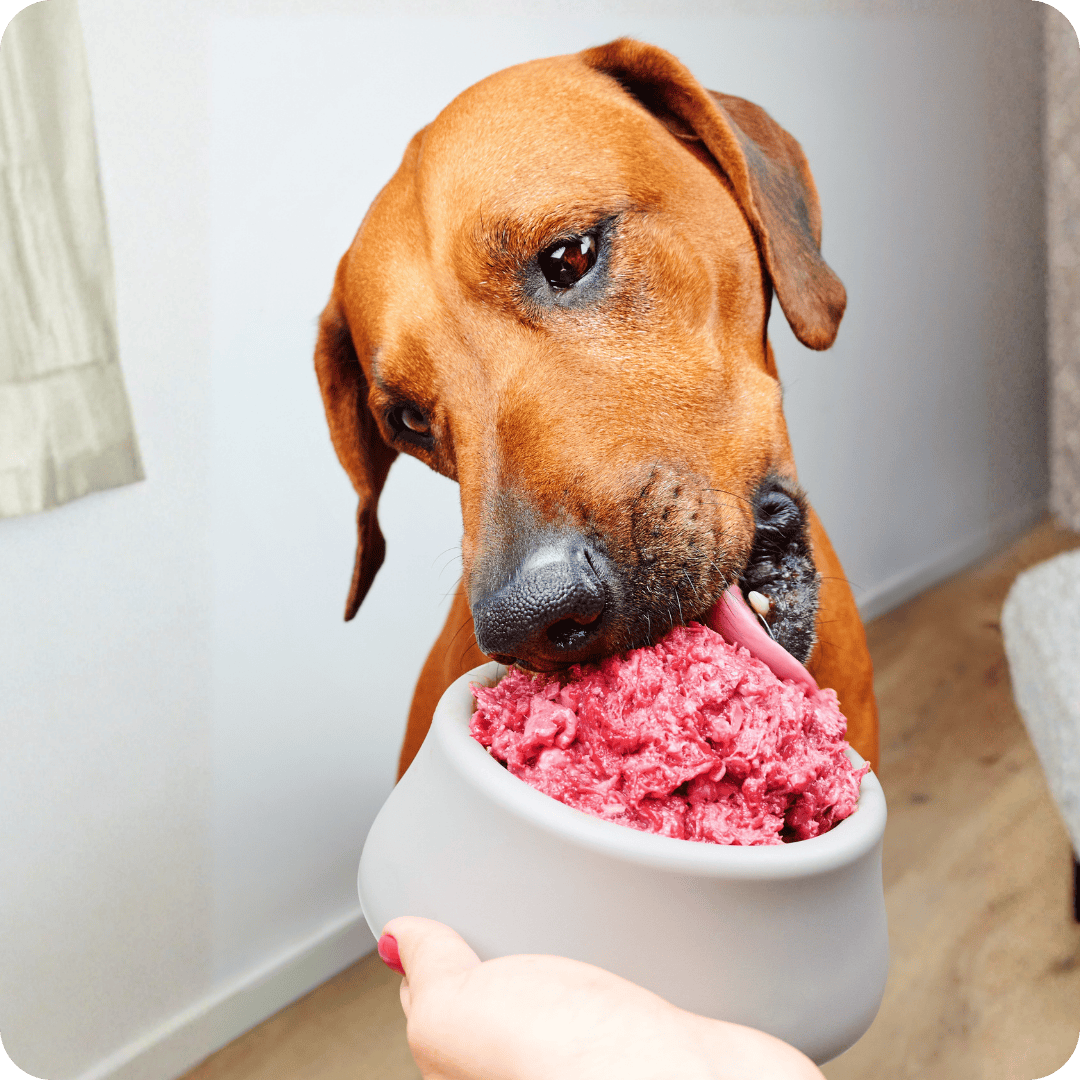 Dog eating from a white bowl filled with raw dog food.