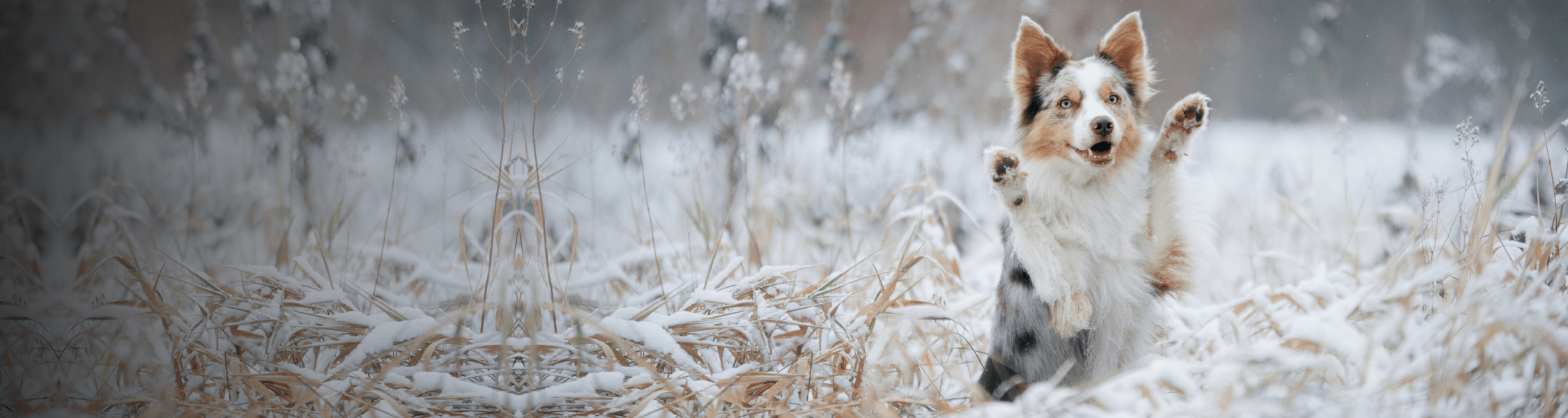 Collie dog on back legs with paws up in a frost field