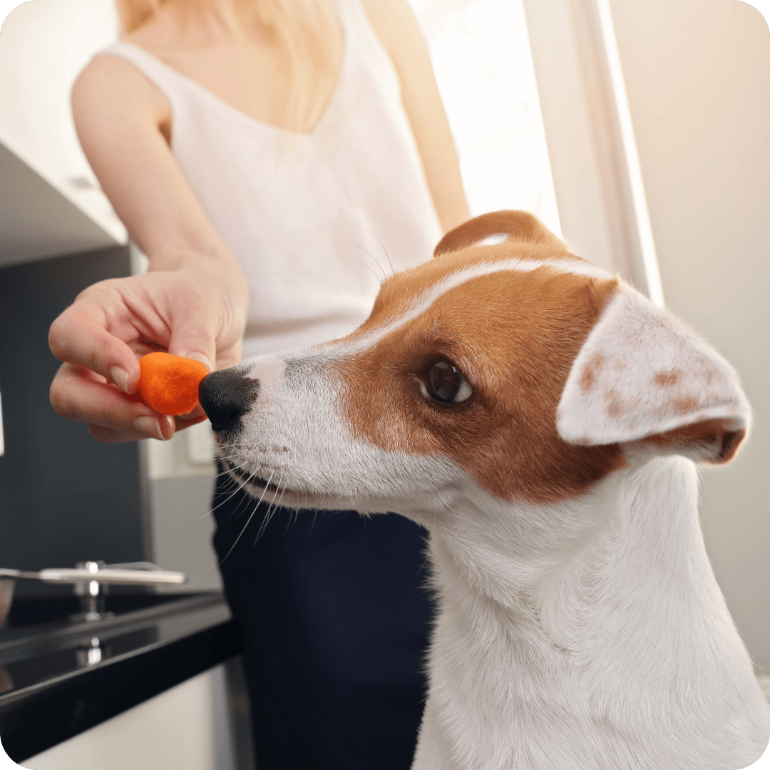 Jack Russell dog smelling a piece of raw carrot in owners hand
