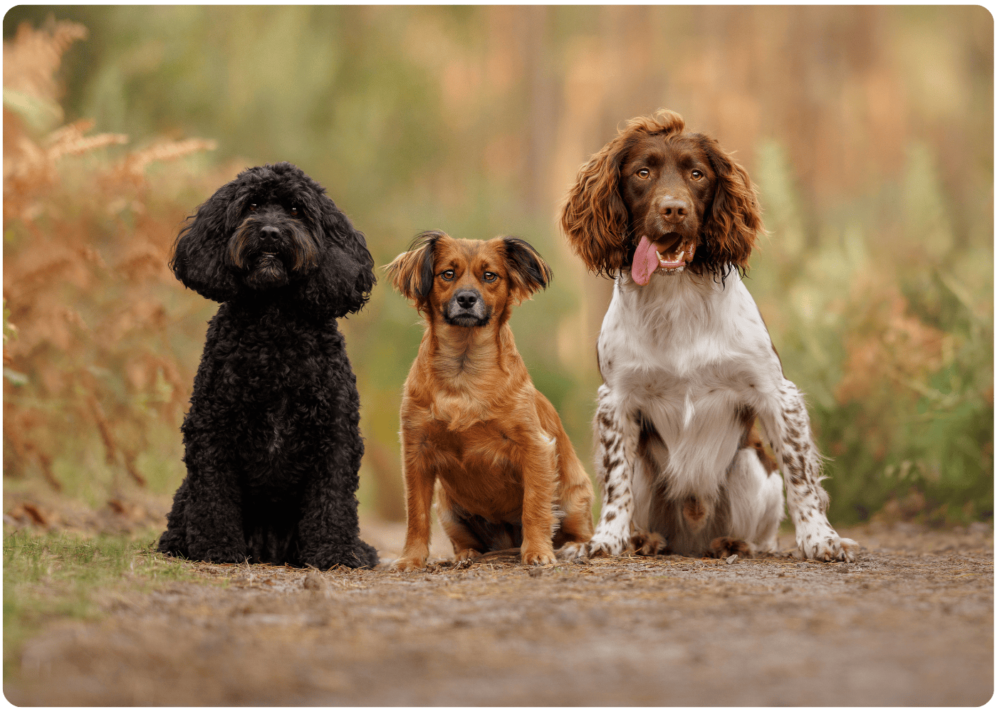 3 dogs sat on a dirt path surrounded by an autumn background