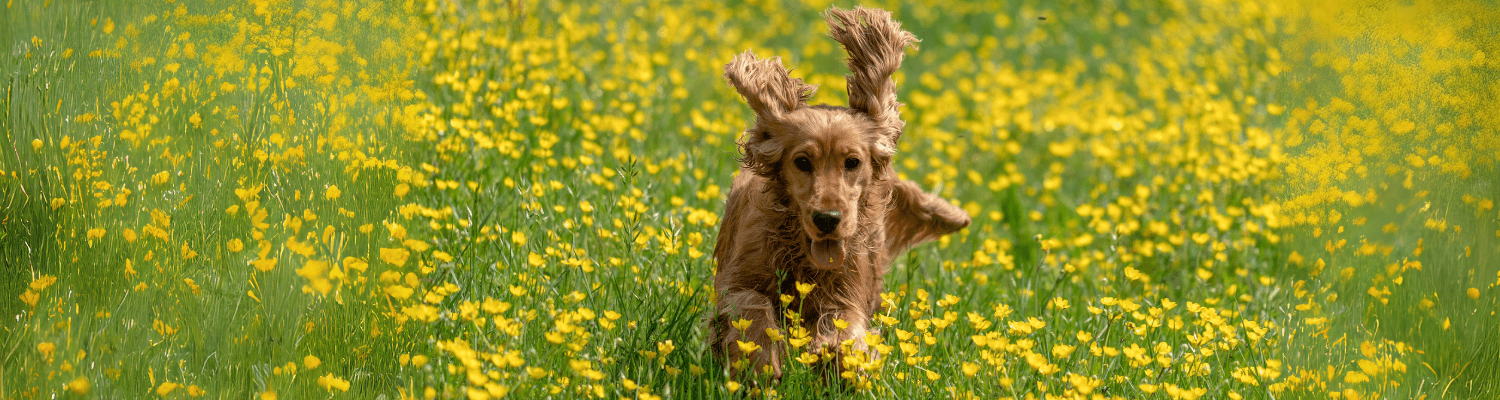 Brown spaniel running through a field of yellow flowers